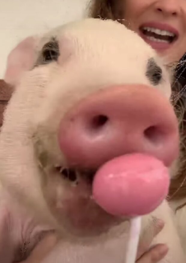 Zvíře. Foto: snímek obrazovky YouTube