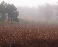 Česko se potýká s výrazným oteplením: Meteorologové řekli, že Silvestr bude připomínat podzim. Jakých nejvyšších teplot se dočkáme