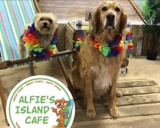 Ve Velké Británii se otevírá kavárna pro psy, aby si psi mohli najít nový domov