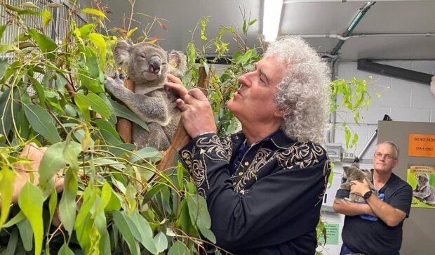 Kytarista skupiny Queen Brian May hrál pro koaly zachráněné před ohněm v Austrálii. A to je jen část velké činnosti