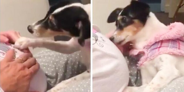 Pes tlačí ruku nastávající maminky tlapou, aby poslouchal dítě