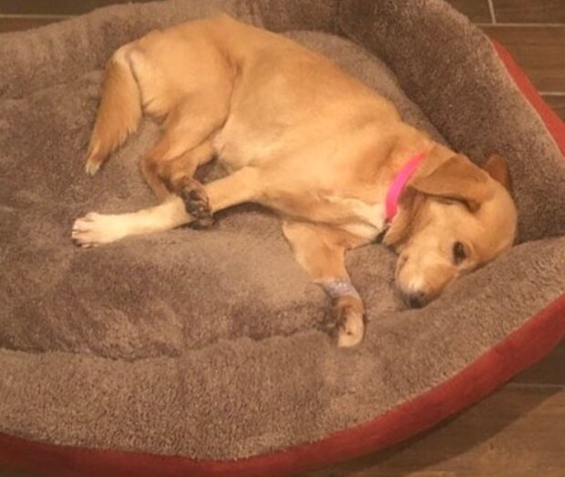 Pes. Foto: snímek obrazovky laykni.com