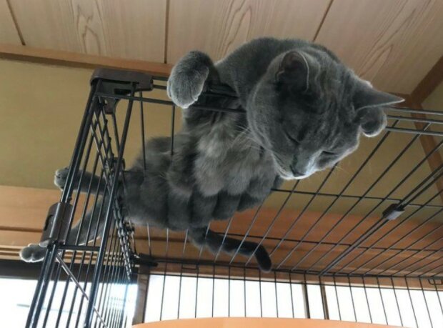 Fotografie: 4tololo.ru