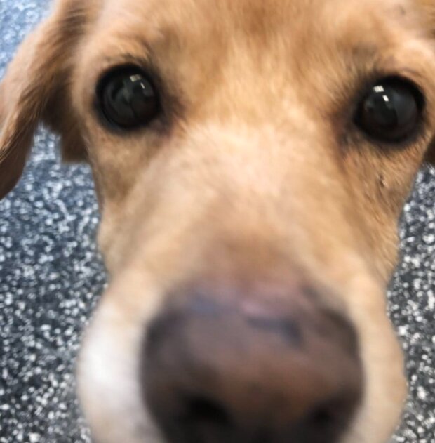 Pes. Foto: snímek obrazovky laykni.com