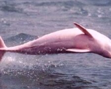 "Jedno z nejvzácnějších zvířat na světě": Pinky, legendární růžový delfín