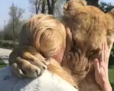 Vychovala dvě lvíčata a pak je museli poslat do zoo. O několik let později se znovu setkali