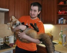 Ten chlap vzal nemocného lišáka z kožešinové farmy, teď je to skutečná krása lišky