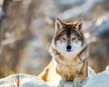 Starý vlk upadl do jámy, ale zachránil ho lesník. O rok později vzal vlk muže do stejné jámy, což mu pomohlo najít lásku