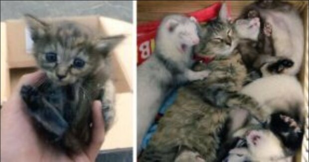 Rozkošné video. Opuštěné koťátko, které adoptovaly fretky, si myslí, že je také fretkou. "Staly se pro něj rodinou, kterou nikdy předtím nemělo"