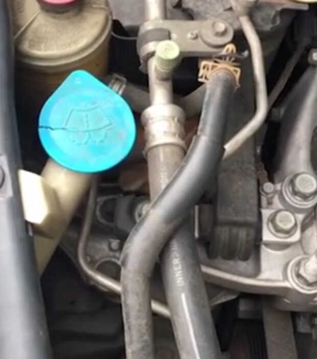 Kočka. Foto: snímek obrazovky dailymail.co.uk