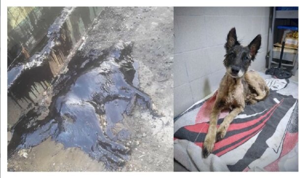 Hasiči a dobrovolníci devět hodin zachraňovali psa, který se propadl do jámy s dehtem
