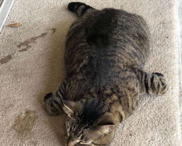 Fotografie: duck.show