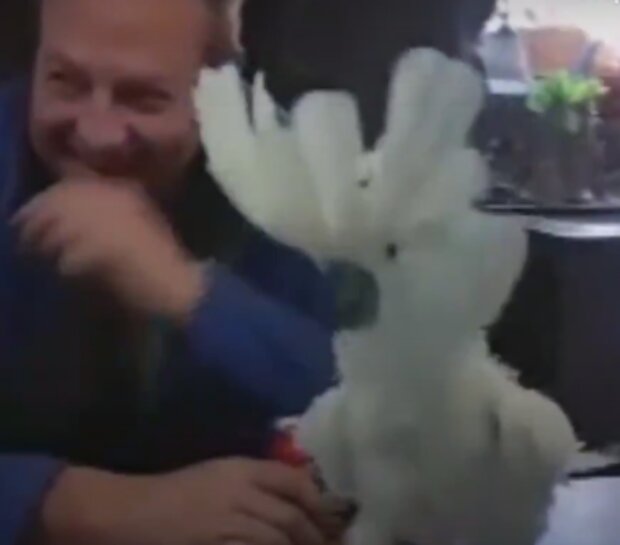 Papoušek. Foto: snímek obrazovky YouTube