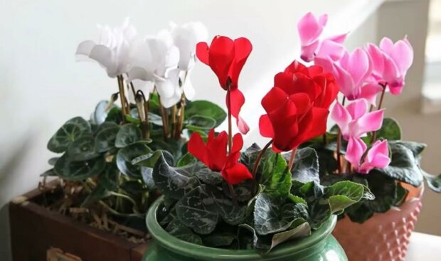 Přítomnost těchto pěti rostlin v domě pomůže navždy zapomenout na stres