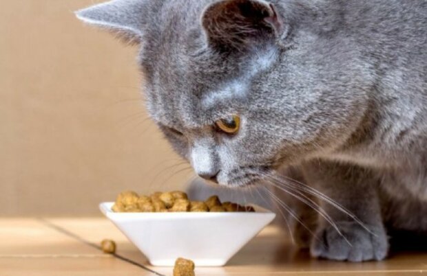 Fotografie: healthypets.royalcanin.com