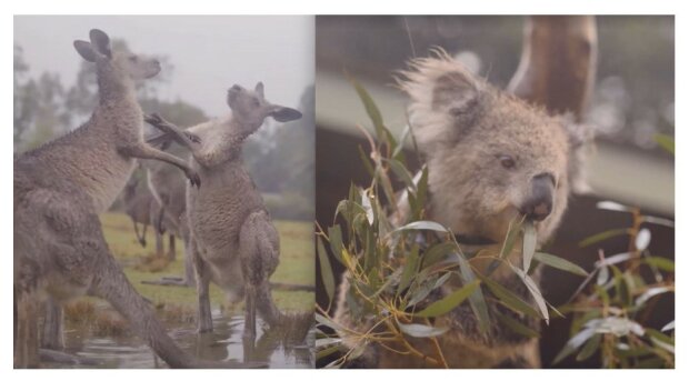 "Australská zvířata oslavují příchod deště": povznášející video s oduševnělými koaly, klokany a vombaty