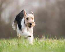 Veterináři řekli, jak se starat o psy zoomies