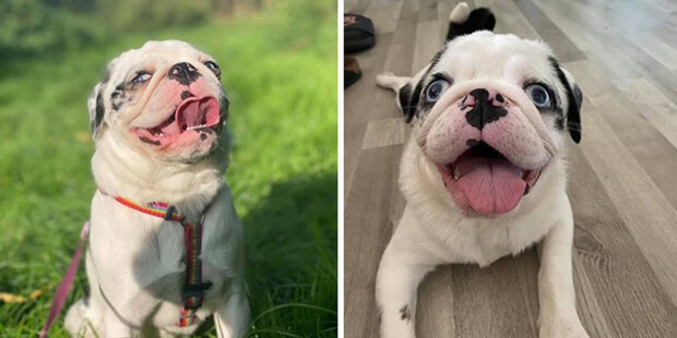 "Jak se psi usmívají": Majitelé sdílejí fotky svých mazlíčků