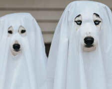 "Zdálo se": případy, kdy domácí zvířata mohla vyděsit své majitele