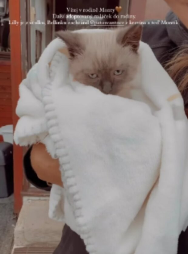 Kočka. Foto: snímek obrazovky Instagram