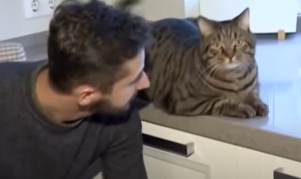 Létání s domácími mazlíčky. Foto: snímek obrazovky YouTube