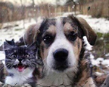 Obrázky zábavných zvířat, které žádají, aby byli puštěni do domů