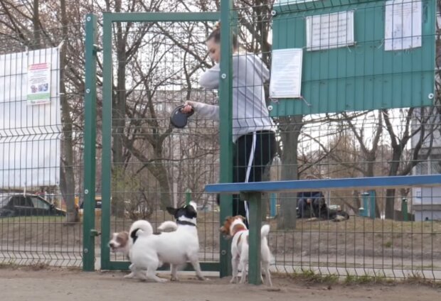 Pes. Foto: snímek obrazovky YouTube