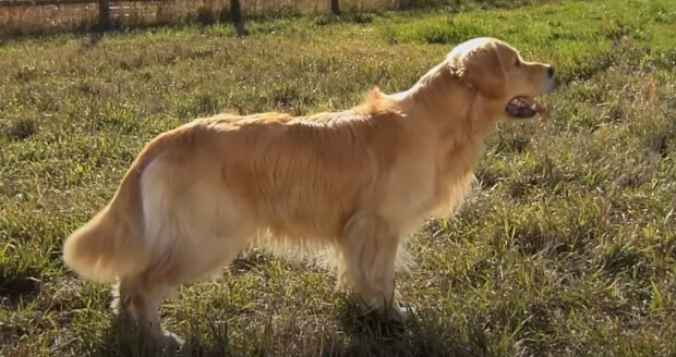 Statečnému psu se podařilo zachránit 967 lidí: Daisy, první civilní pes, který získal medaili Za statečnost