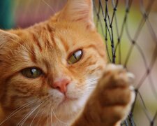 V Británii utekl kocour Garfield od svých nových majitelů a měsíc a půl se dostal k bývalým