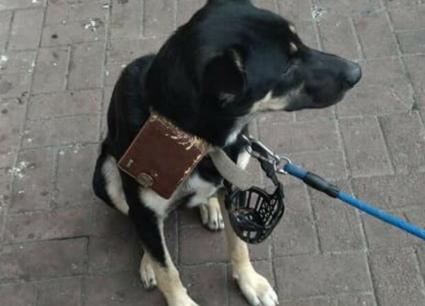 "Odpusť mi": majitel nechal psa u supermarketu s peněženkou a vzkazem