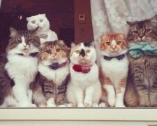 Fotografie koček, které se těší na své majitele z práce