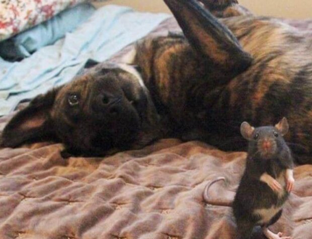 Fotografie: voobsheogon.ru