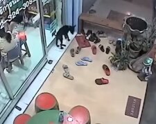 Požádal o pomoc: ztracený pes přišel na veterinární kliniku, aby ho byl vrátili domů
