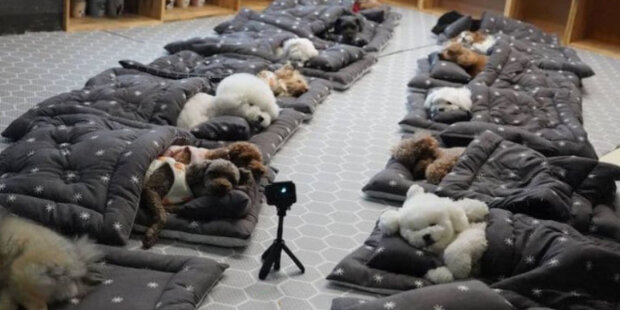 Aby štěně nebylo smutné, když jsou majitelé v práci, může být dáno do školky pro štěňata: hry, třídy a spánek