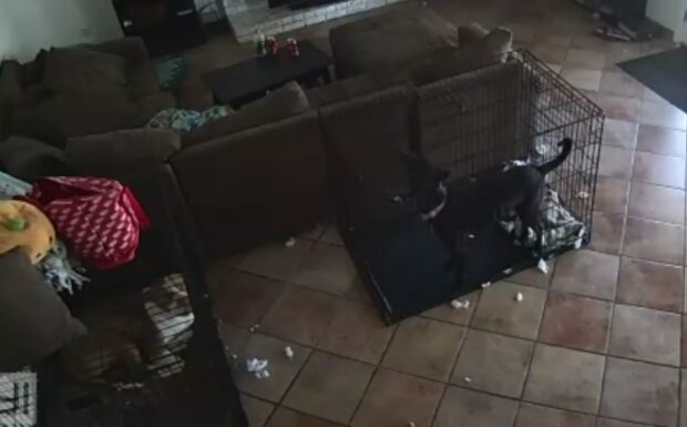 Pes. Foto: snímek obrazovky TikTok