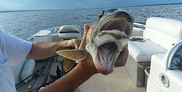 Nečekaný úlovek: zmutovanou rybu se dvěma ústy chytil rybářka