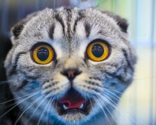 Vědci zjistili, proč se kočky bojí okurek