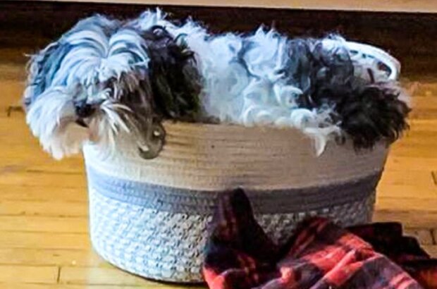 Fotografie: duck.show