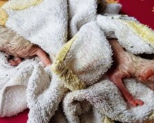Pršelo a na střeše v lijáku leželi dva špinaví drobečky