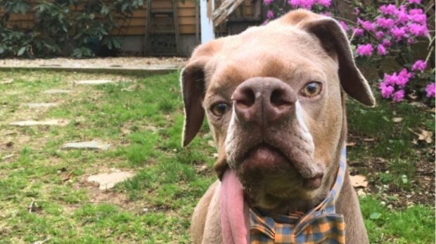 Ošklivý pes si navzdory všemu našel milující majitelé