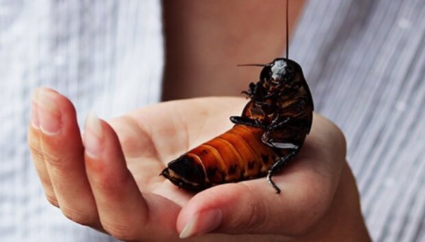 Šváb. Foto: snímek obrazovky bigpicture.ru