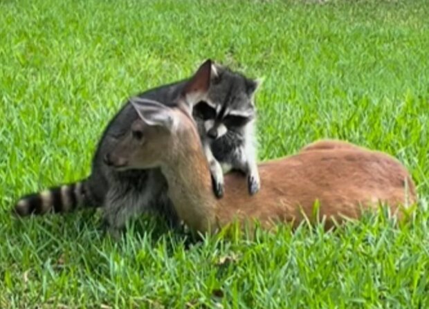 Mýval a kolouch. Foto: snímek obrazovky Instagram
