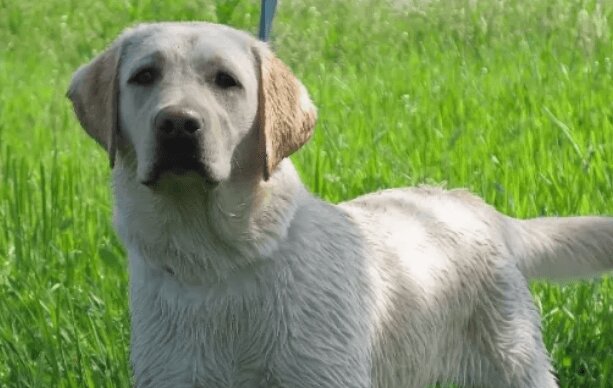 Mladému páru bylo líto psa, a proto vzali z ulice mokrého hladového labradora