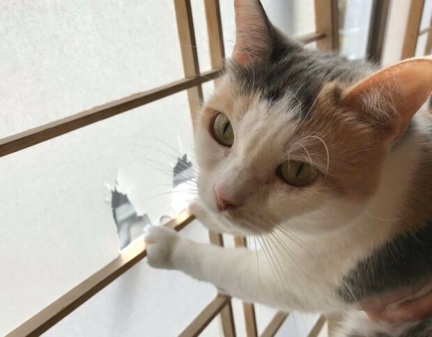 Fotografie: 4tololo.ru