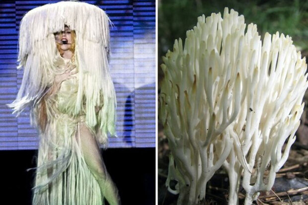 Ilustrátor Joe Brown přirovnal outfity Lady Gaga k houbám:  Na jaké houby jsou zpěvaččiny šaty podobné