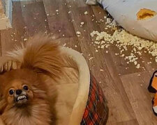 Pes poškodil dům a vyhrál pohovku: jak se želva a psi stali nejničivějšími zvířaty