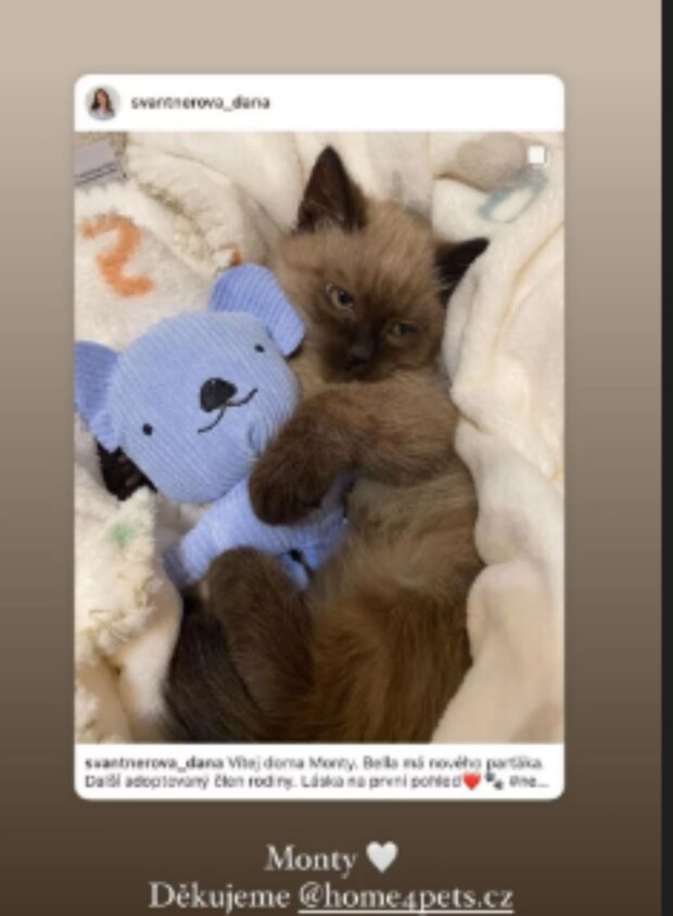 Kočka. Foto: snímek obrazovky Instagram