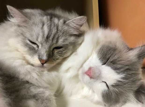 Fotografie: 4tololo.ru