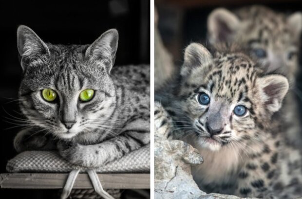 Fotografie: yandex.ru