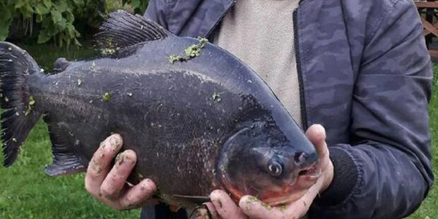 Ulovená ryba byla asi půl metru: Rybář chytil rybu s lidskými zuby